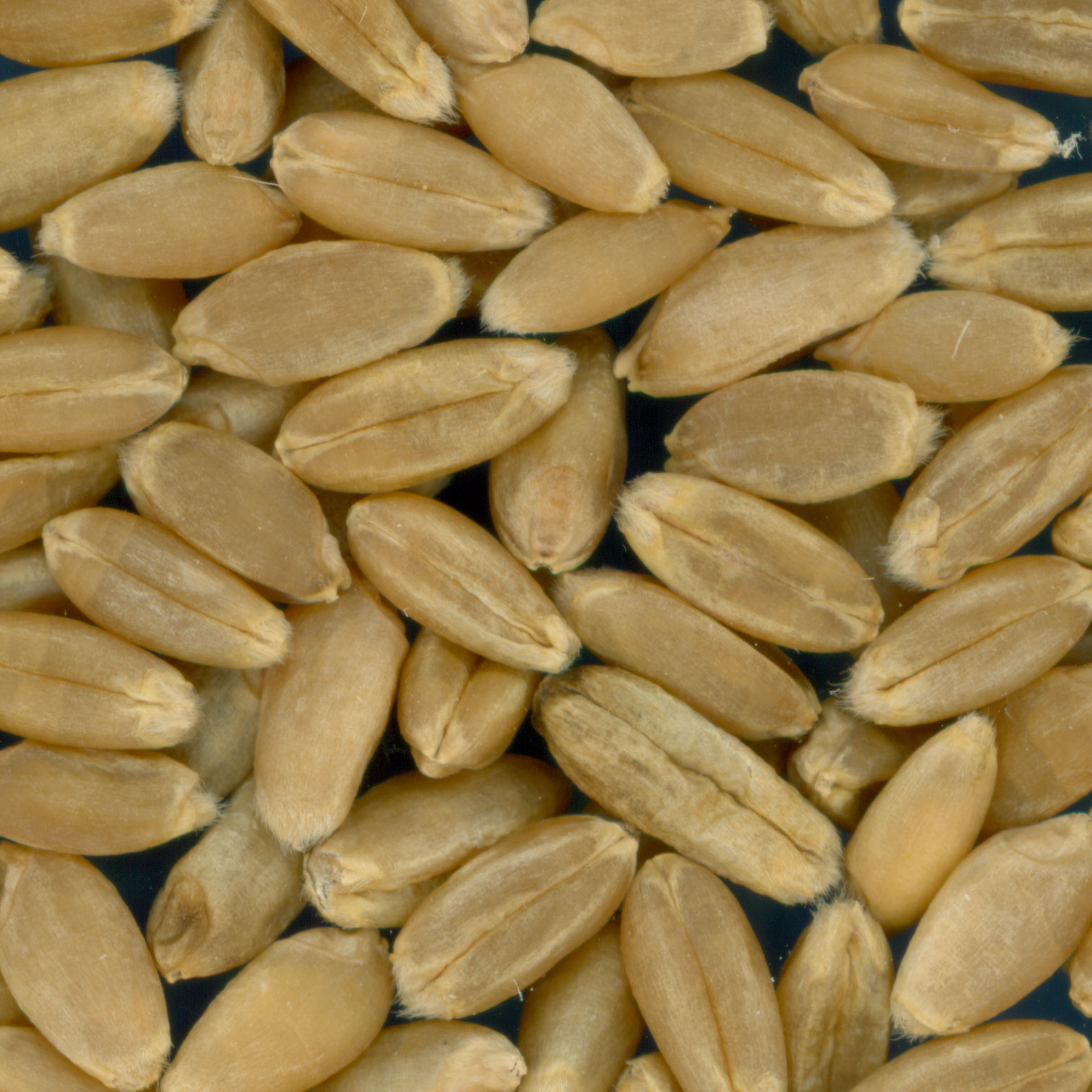 Click for 3 image(s) for this accession. KERNELS